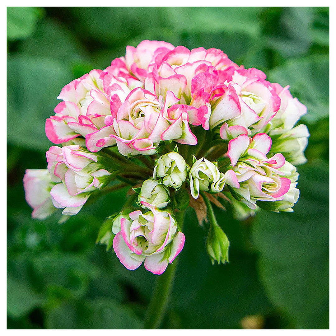 Geranium Apple Blossom Light Pink Flower Seeds for Planting – Heirloom Non-GMO High Germination Organic Seeds | Neera Seeds product photo [neera-v4-a0a7aa8e40b4b9b0681c]