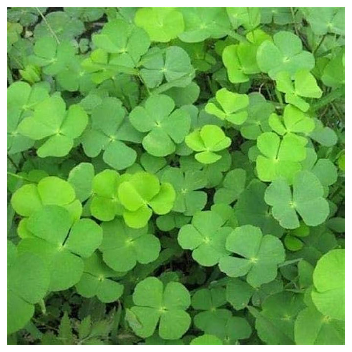 Green Leaf Clover Flower Seeds – Heirloom Non-GMO Lucky Blooms for Decorative Garden Ground Cover | Neera Seeds product photo [neera-v4-a0c3057b8ac9f2d96d89]
