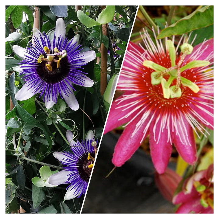 Mixed Color Passion Flower Seeds – Non-GMO, Heirloom, High Germination Organic Garden Seeds for Planting | Neera Seeds product photo [neera-v4-a0d97228bc1f9ba960e6]