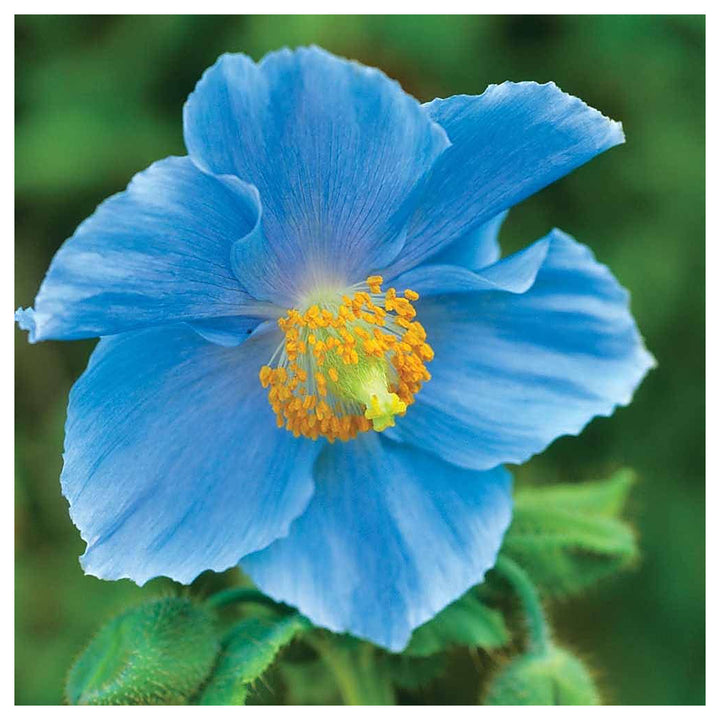 Heirloom Double Hollyhock Sky Blue Flower Seeds - Non-GMO, High Germination Organic Ornamental Garden Seeds for Pla | Neera Seeds product photo [neera-v4-a0d97ab6f73274b34e44]
