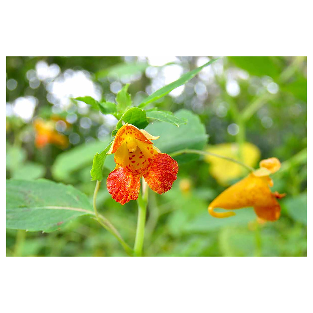 Heirloom Jewelweed Flower Seeds for Planting – Non-GMO, High Germination Organic Wildflower Garden Seeds | Neera Seeds product photo [neera-v4-a0e64f54747021e0d309]