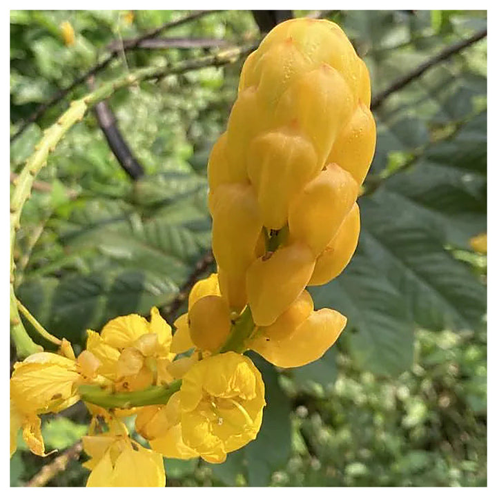 Yellow Candlestick Flower Seeds for Planting - NON GMO Seeds | Neera Seeds product photo [neera-v4-a0ee73cc5426885239ac]