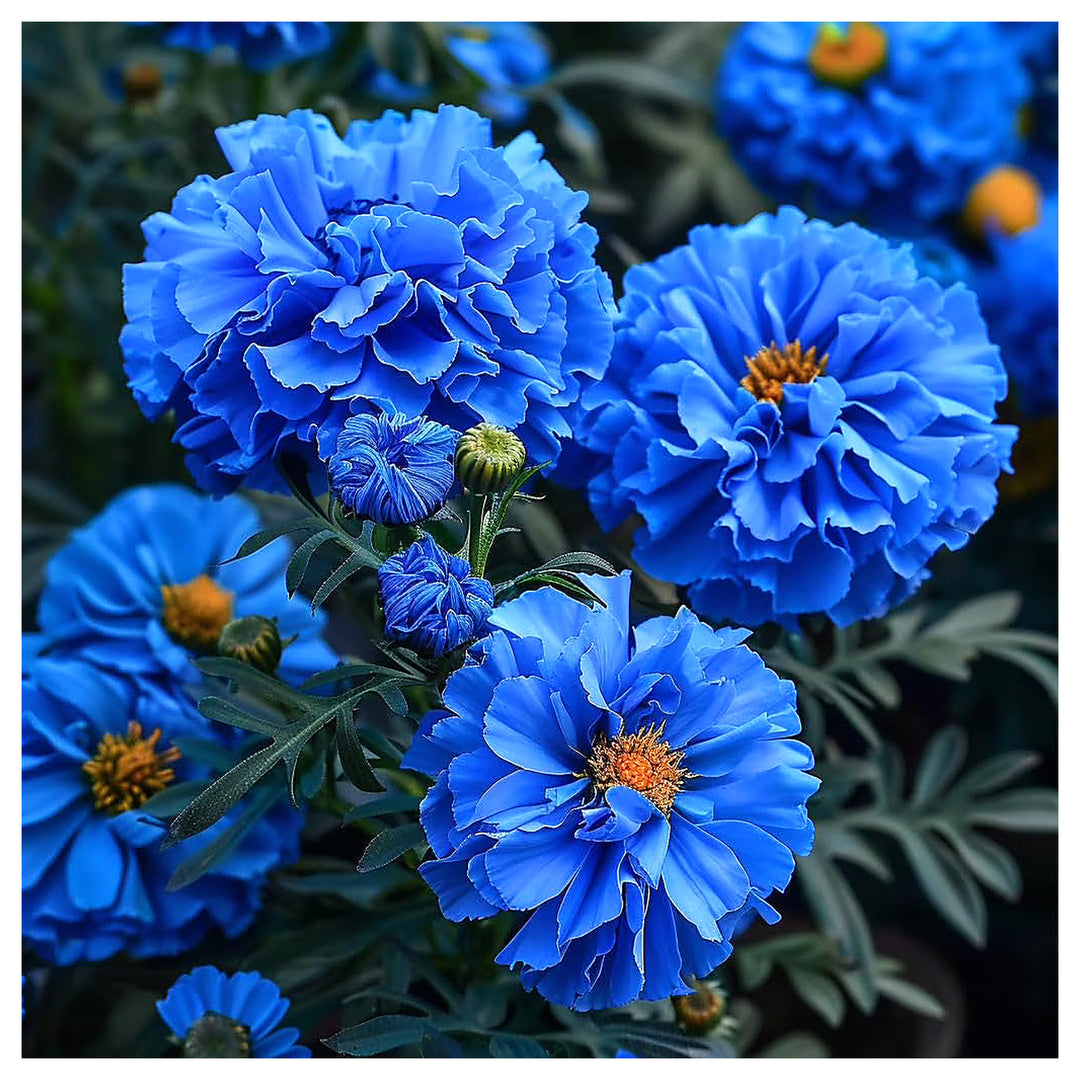 Purple Blue Marigold Tagetes Erecta Flower For Planting Rare Color Variety For Garden Beds | Neera Seeds product photo [neera-v4-a10018b7bf1669d01c1d]
