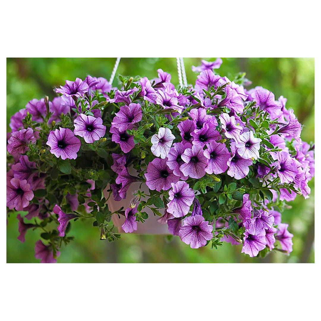 Petunia Petunia Hybrida Pure Color Flower For Planting Vibrant Blooms For Seasonal Gardens | Neera Seeds product photo [neera-v4-a102ca5fbd760bbbcc2b]