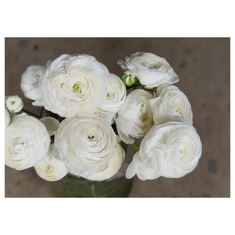 White Ranunculus Flower Seeds – Heirloom Non-GMO High Germination Organic Garden Seeds for Planting | Neera Seeds product photo [neera-v4-a1032bbfe2f2071027bb]