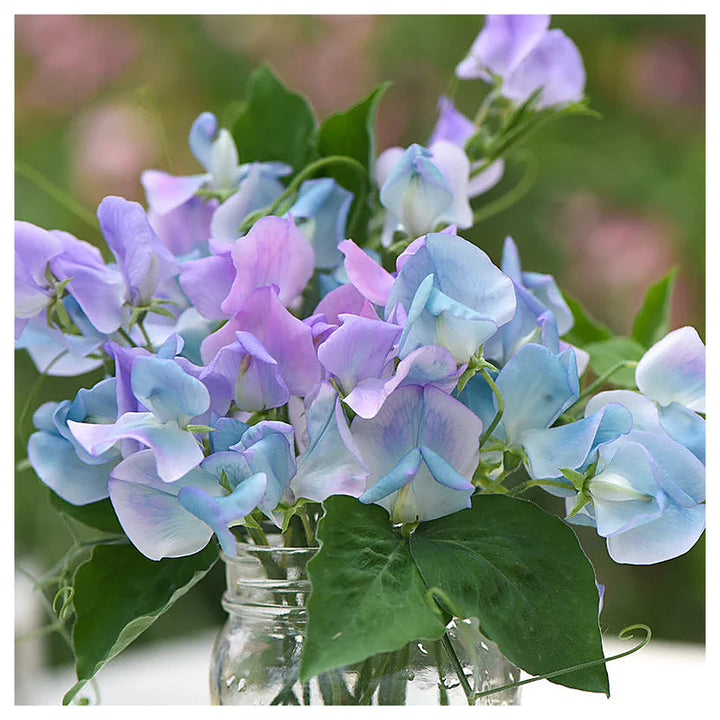 Sweet Pea &