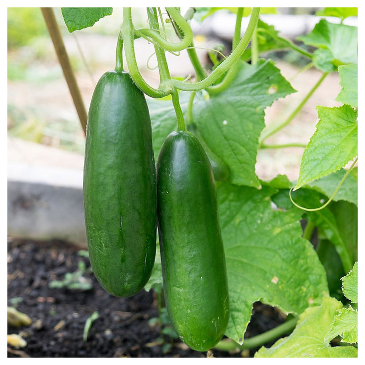 Organic Mini La Diva Cucumber Seeds for Planting – Non-GMO, Heirloom, High Germination Garden Seeds | Neera Seeds product photo [neera-v4-a116d31321008fe33302]