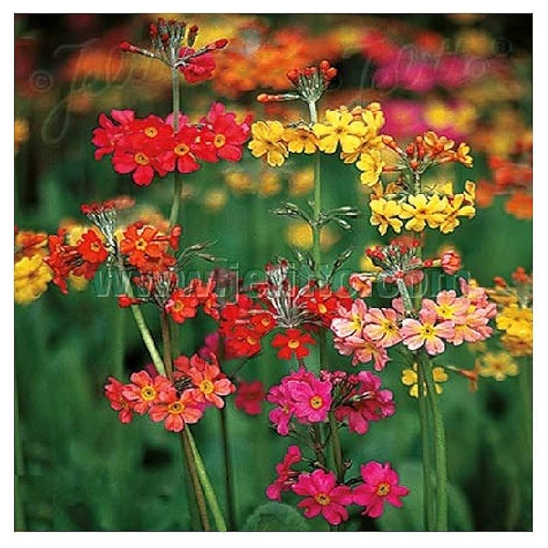 Candelabra Primrose Primula Denticulata For Planting In Flower Bed Flower Seeds for Home Garden | Neera Seeds product photo [neera-v4-a11e76c5d18455eee679]