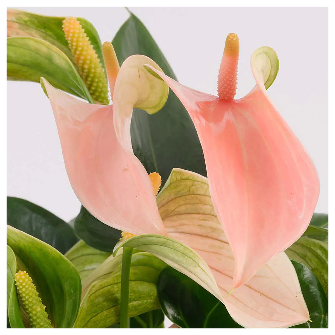 Peach Anthurium Flower Seeds for Planting – Heirloom, Non-GMO, High Germination Tropical Garden Seeds | Neera Seeds product photo [neera-v4-a128145d07d3a43cab73]
