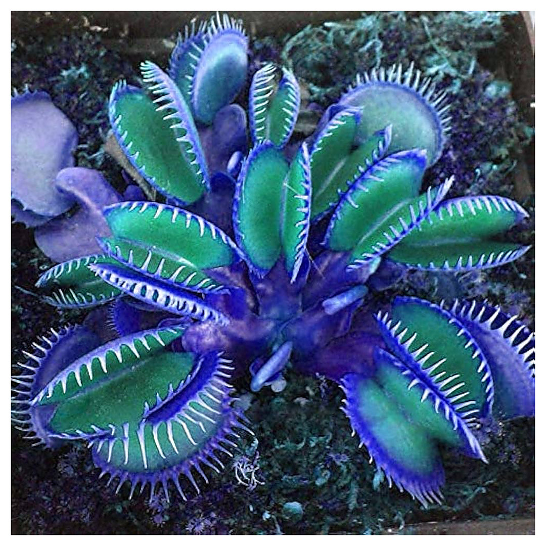 Blue Green Venus Fly Trap Seeds for Planting – Heirloom, Non-GMO, High Germination Carnivorous Plant Seeds | Neera Seeds product photo [neera-v4-a129f978872b8657f6d2]