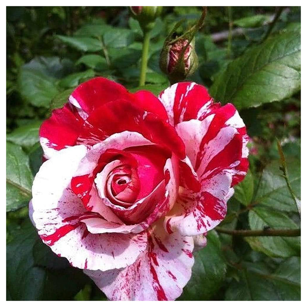 White Rose Rosa Hybrida Rare Blood Flower For Planting Unique Variety For Garden Borders Floral | Neera Seeds product photo [neera-v4-a1370382263c28d27ac1]