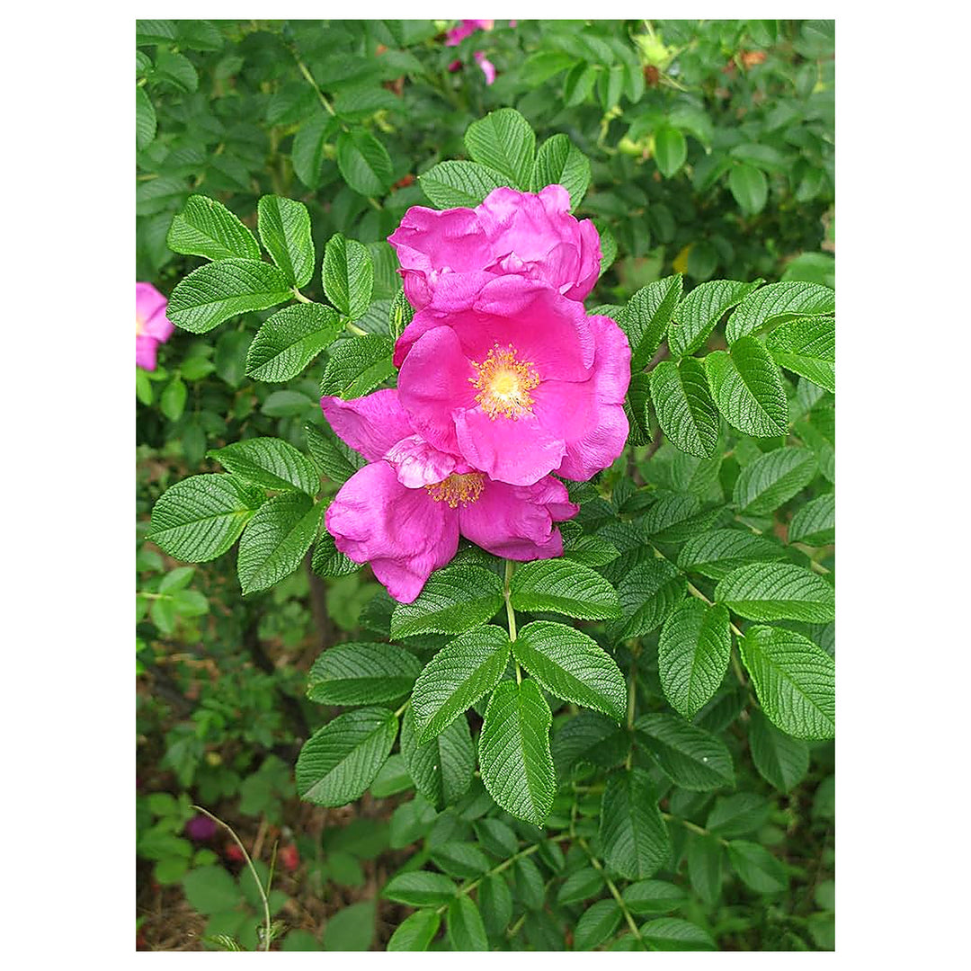 Pink Rugosa Rose Plant Seeds for Planting Non-GMO Heirloom Garden Seeds for Growing Beautiful Roses | Neera Seeds product photo [neera-v4-a13aa5428fc506a26f3e]