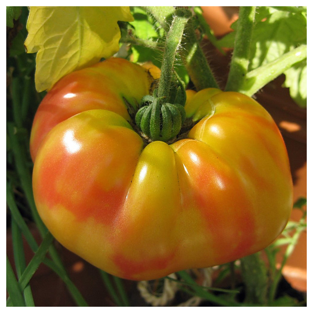 Striped German Red & Yellow Tomato Seeds for Planting | Heirloom, Non-GMO, High Germination Organic Garden Seeds | Neera Seeds product photo [neera-v4-a13b5b581bdffe6556f0]