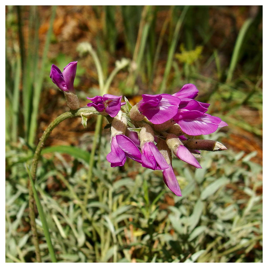 Heirloom Non-GMO Oxytropsis Lambertii Flower Seeds – Rare Wildflower Seeds for Planting, High Germination Organic S | Neera Seeds product photo [neera-v4-a143d2a79650f64955b3]