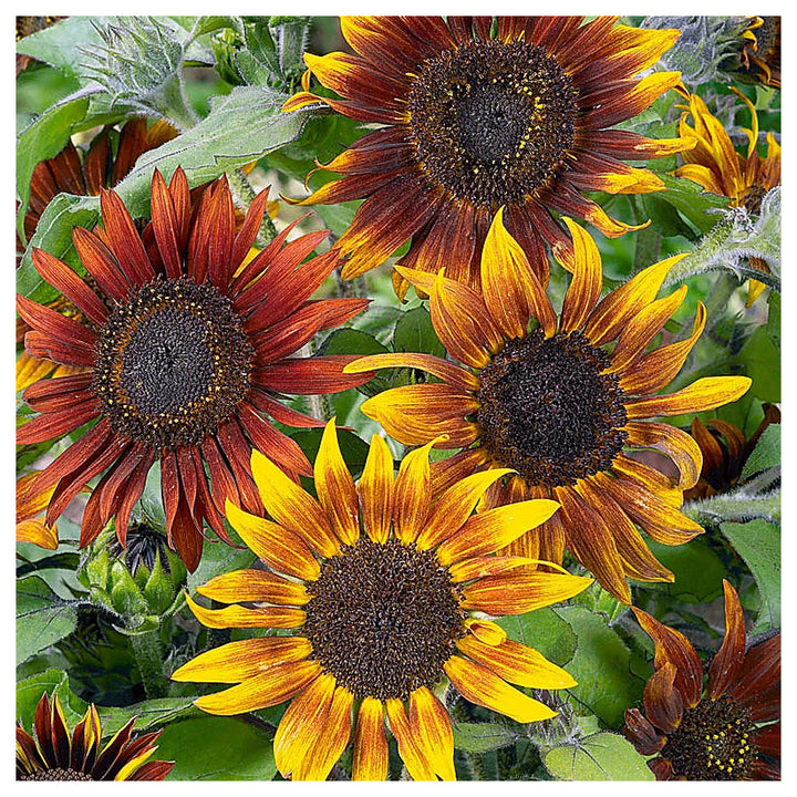 Yellow &amp; Red Sunflower Heirloom Non-GMO Seeds for Planting – High Germination Organic Garden Seeds for Bold Blooms | Neera Seeds product photo [neera-v4-a14c704575209eb88940]