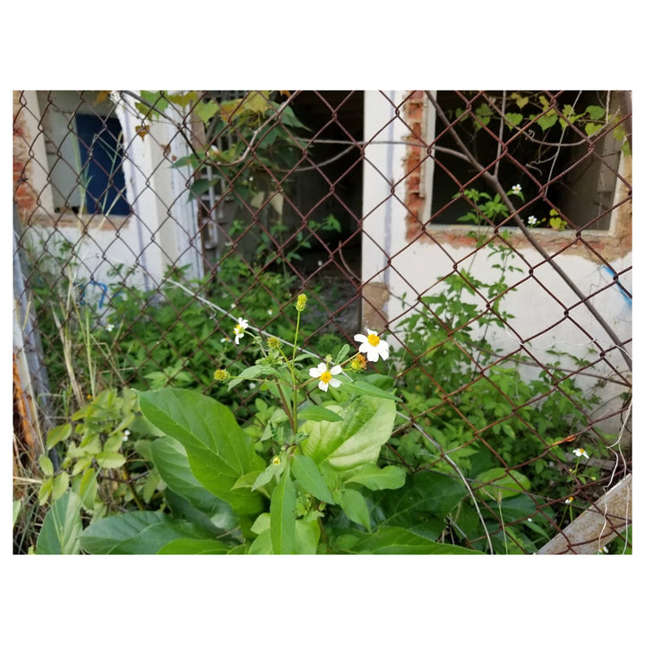 Spanish Needles Flower Seeds for Planting – Heirloom, Non-GMO, High Germination Organic Garden Seeds | Neera Seeds product photo [neera-v4-a15d03136d6d26938fb2]