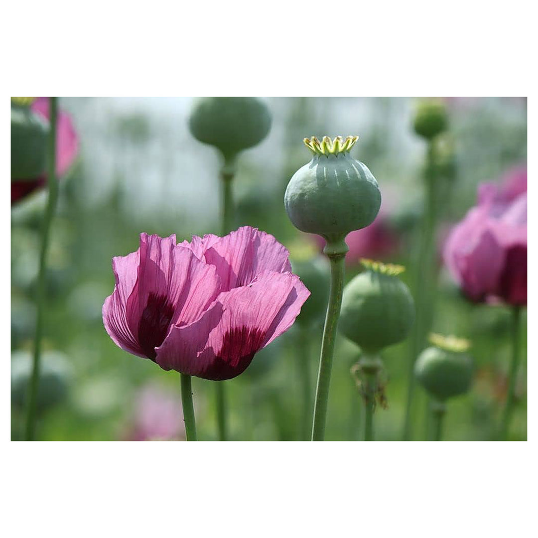 Blooming Poppy Petal Flowers Diy Garden Plants Flower Seeds Home Garden Planting, Colorful | Neera Seeds product photo [neera-v4-a17f1c41adff6fbeaa73]