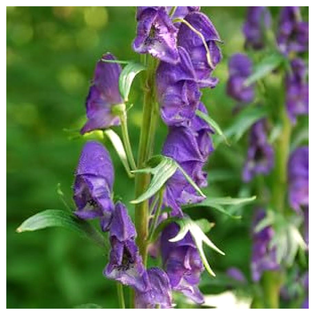 Monkshood Aconitum Spp For Planting In Flower Bed Flower Seeds for Home Garden Planting, Lush | Neera Seeds product photo [neera-v4-a185ee11c5e8a8b7199e]