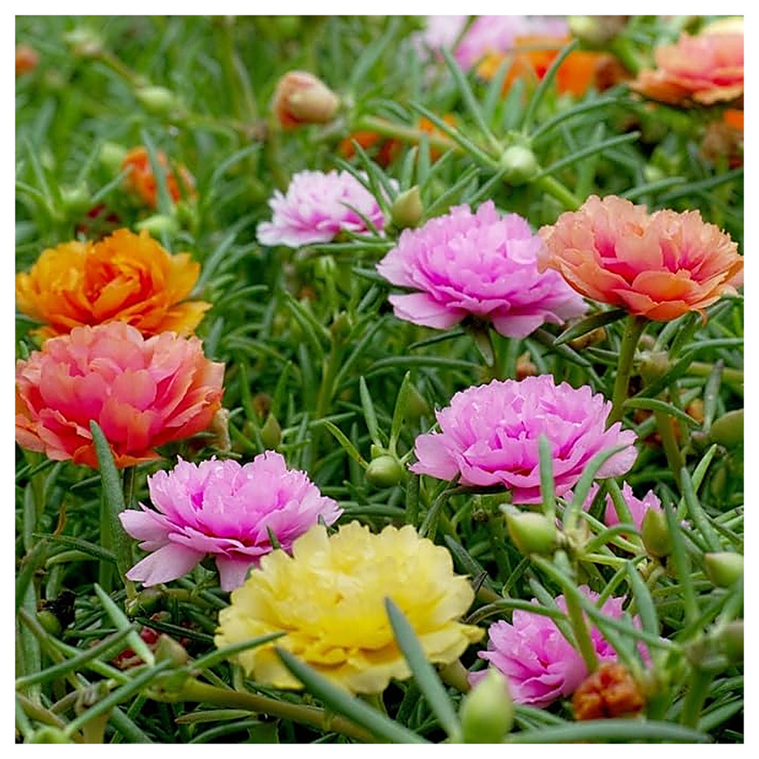Mixed Mexican-Rose Heirloom Plant Seeds for Planting - Non-GMO High Germination Organic Garden Seeds | Neera Seeds product photo [neera-v4-a187bc9323eb01d3f3ce]