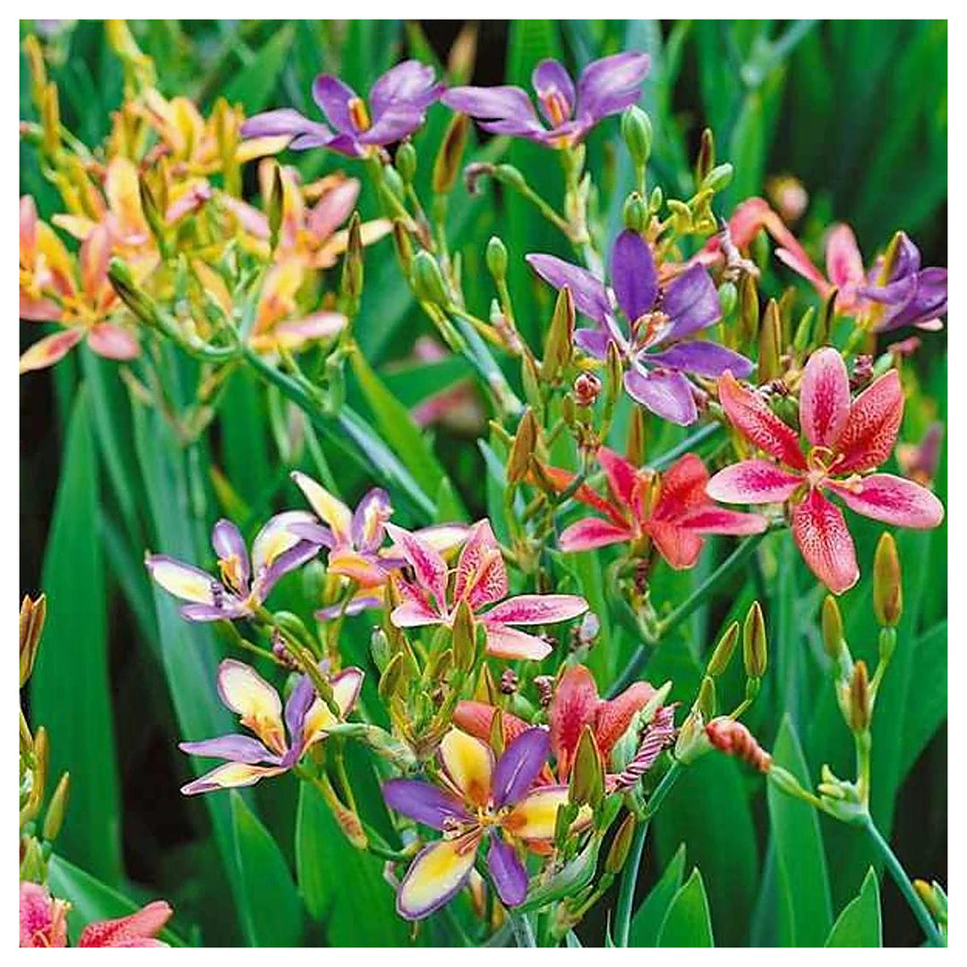 Heirloom Non-GMO Pardancanda Flower Seeds for Planting – Colorful Perennial Iris-Like Garden Blooms | Neera Seeds product photo [neera-v4-a18eafeb7c9babc7acd4]
