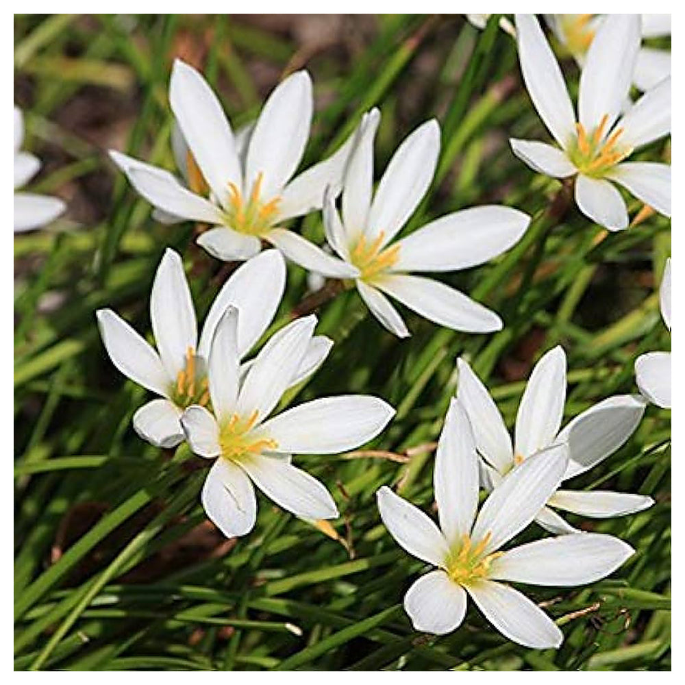 Heirloom Non-GMO Zephyranthes Carinata Flower Seeds for Planting – Rain Lily Colorful Garden Blooms | Neera Seeds product photo [neera-v4-a19bc78fa13da1bbf361]