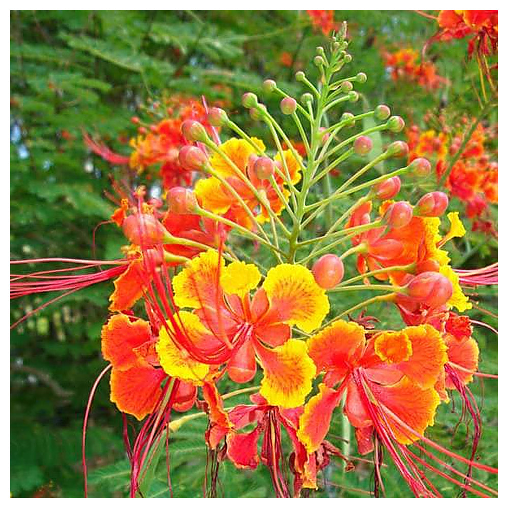 Caesalpinia Pulcherrima Seeds – Organic, Heirloom Non-GMO Peacock Flower Seeds for Vibrant Garden Blooms | Neera Seeds product photo [neera-v4-a1a381d9c5e8878d802b]