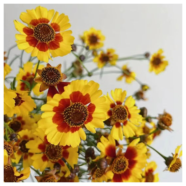 Heirloom Non-GMO Sanvitalia Procumbens Flower Seeds for Planting – Ground Cover with Bright Yellow Blooms | Neera Seeds product photo [neera-v4-a1a5ba8a4e8a7c6f035e]