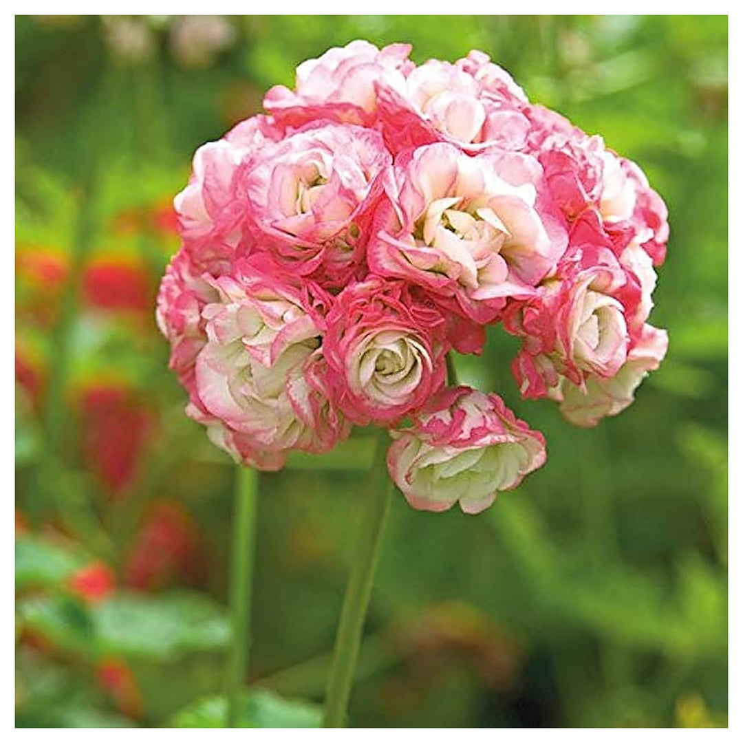 Heirloom Non-GMO Geranium Apple Blossom Pink White Flower Seeds for Planting – High Germination Garden Seeds | Neera Seeds product photo [neera-v4-a1aa47cd263332b39e50]