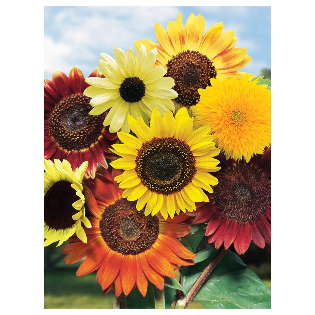 Heirloom Mixed Sunflower Seeds for Planting | Non-GMO High Germination Organic Garden Seeds | Neera Seeds product photo [neera-v4-a1bd4655b08a1e6fa6ea]