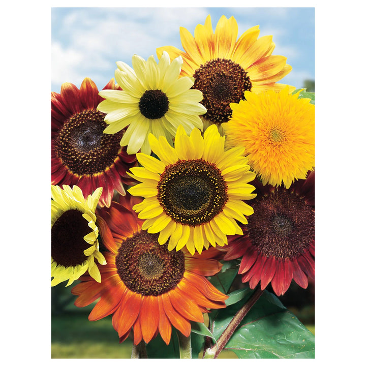 Heirloom Mixed Sunflower Seeds for Planting | Non-GMO High Germination Organic Garden Seeds | Neera Seeds product photo [neera-v4-a1bd4655b08a1e6fa6ea]