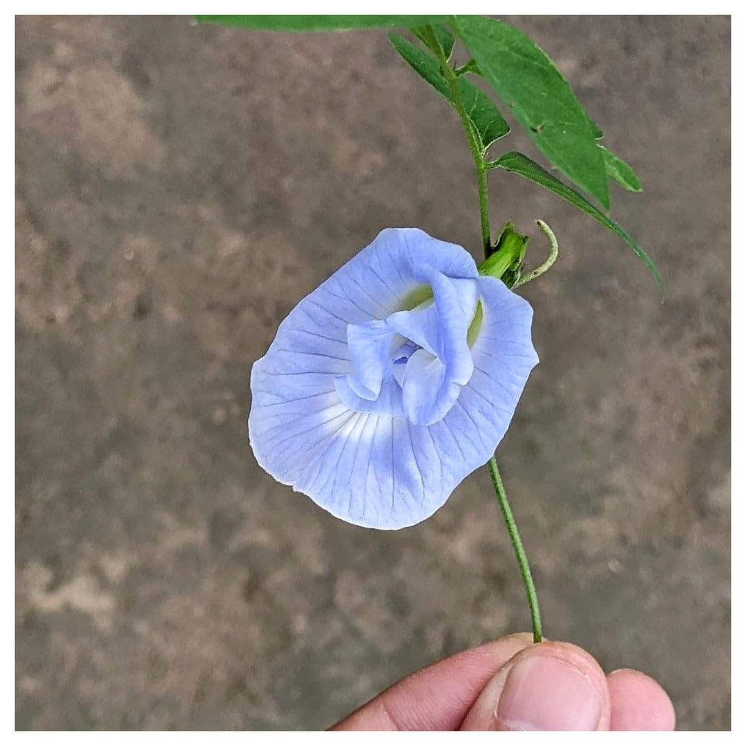 Blue Mini Sky Flower Flower Seeds for Home Garden Planting, Lush Organic Blooming Collection | Neera Seeds product photo [neera-v4-a1cb5ddfd39897ee43e4]