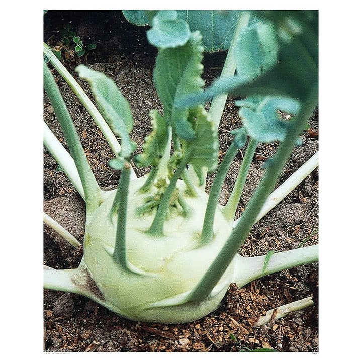 German Turnip (Kohlrabi) Seeds for Planting – Heirloom, Non-GMO Vegetable Seeds for Home Garden and Organic Growing | Neera Seeds product photo [neera-v4-a1d559f33715fefc1428]