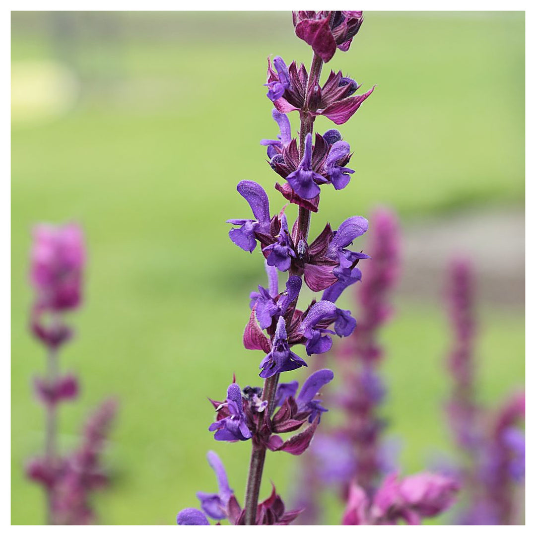 Sage Flower Seeds – Heirloom Non-GMO Herb Seeds for Fragrant and Medicinal Garden Use | Neera Seeds product photo [neera-v4-a1d77041be293fda4786]