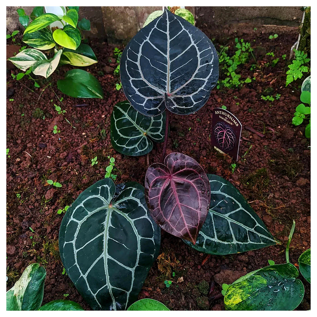 Anthurium crystallinum Flower Seeds for Planting - Heirloom and  Non-GMO garden seeds | Neera Seeds product photo [neera-v4-a1dac9a70819328ec3ca]