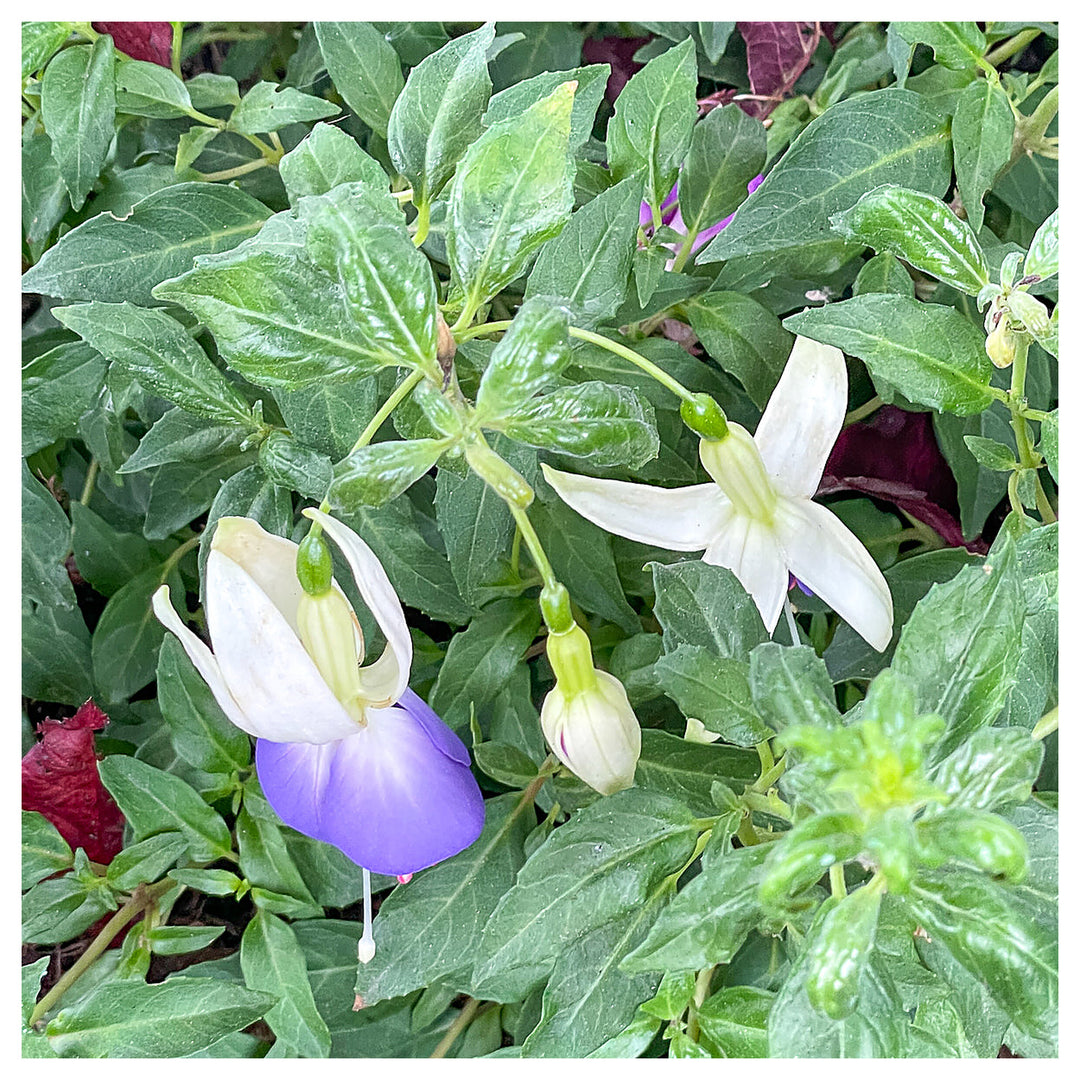 Heirloom Blue White Fuchsia Flower Seeds for Planting - Non-GMO, High Germination Organic Rare Blooming Garden Seed | Neera Seeds product photo [neera-v4-a1e5d6eda035f41bc9ea]
