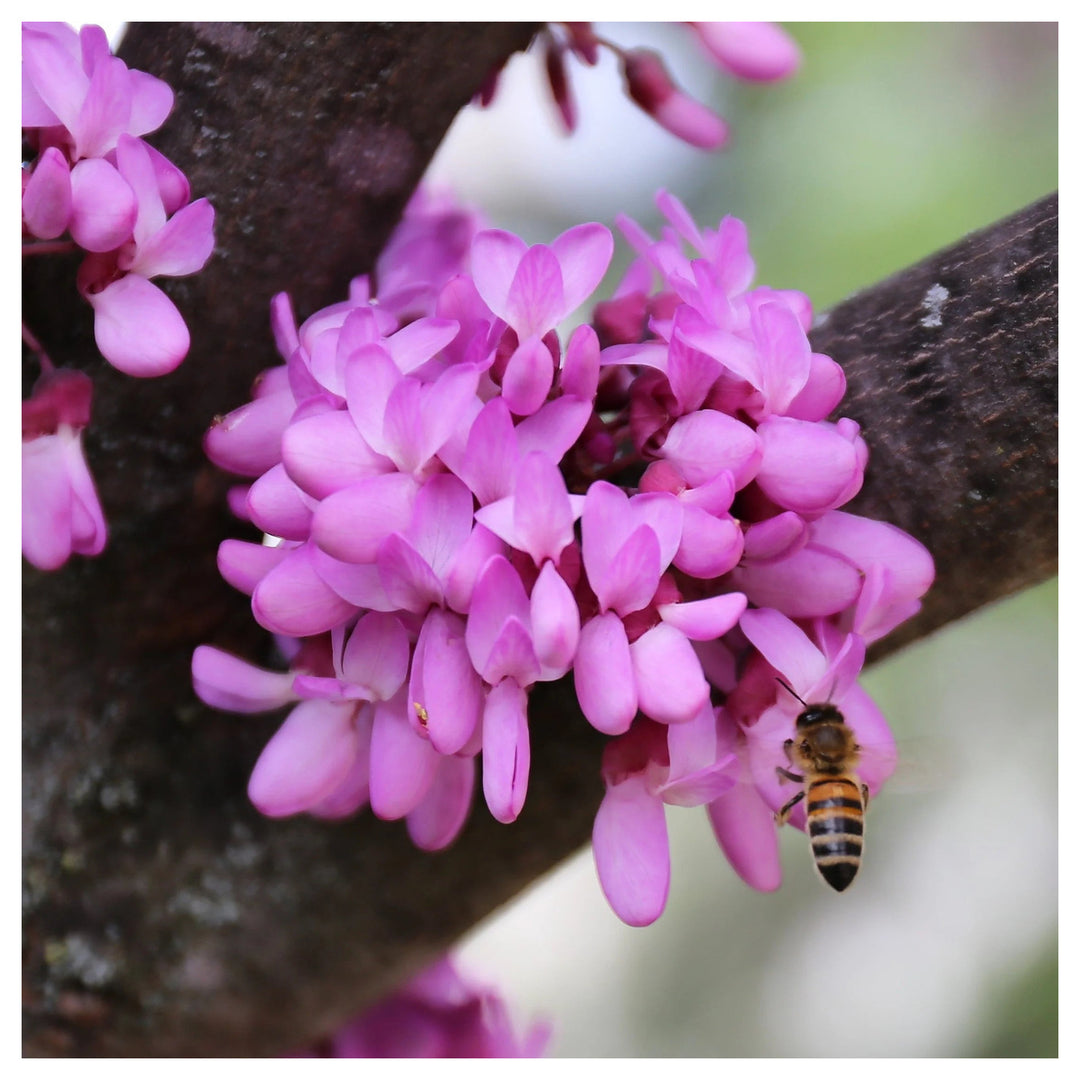 Heirloom Non-GMO Pink Cercis Siliquastrum Flower Seeds – Ornamental Tree Blooms for Garden Planting | Neera Seeds product photo [neera-v4-a1e76d35da741066d323]