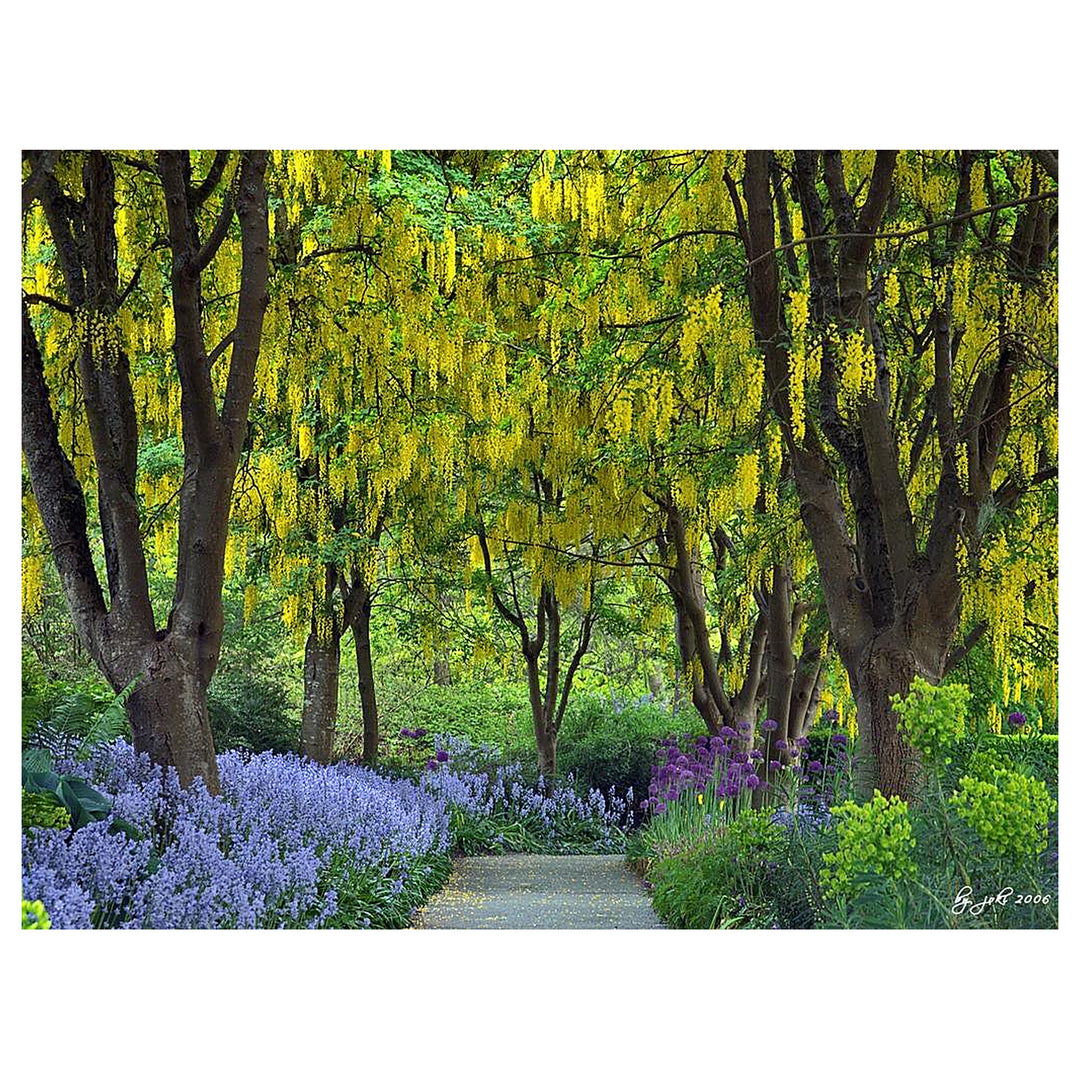 Golden Chain Tree (Laburnum anagyroides) Flowering Garden Seeds - Ornamental Yellow Hanging Blooms Tree Seeds for H | Neera Seeds product photo [neera-v4-a1f0d5dd7f62e3da5021]