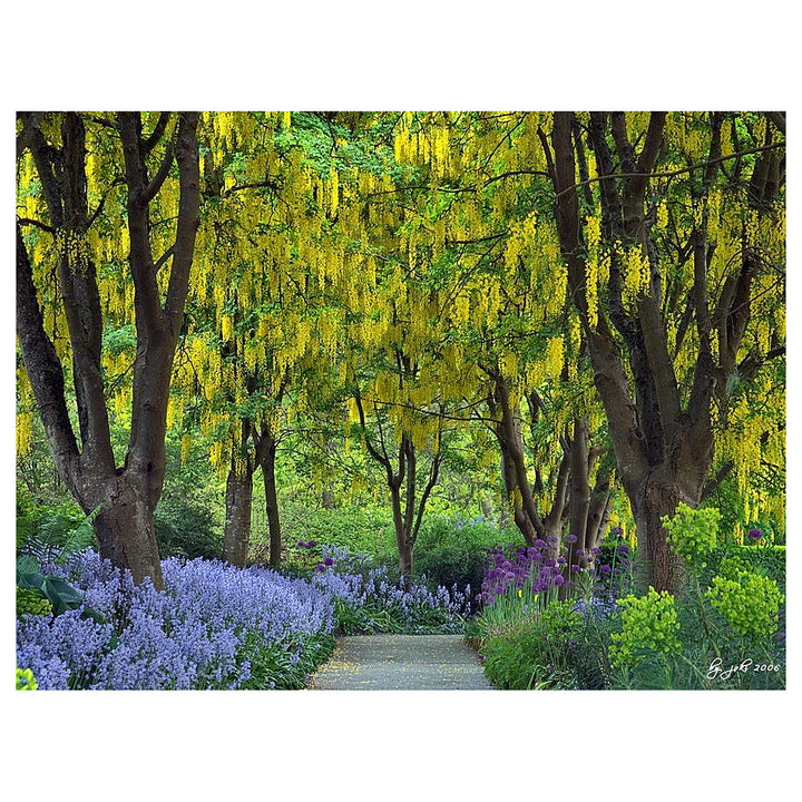 Golden Chain Tree (Laburnum anagyroides) Flowering Garden Seeds - Ornamental Yellow Hanging Blooms Tree Seeds for H | Neera Seeds product photo [neera-v4-a1f0d5dd7f62e3da5021]