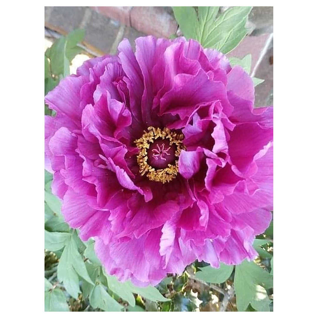 Purple Peony Paeonia Suffruticosa For Planting In Flower Bed Or Courtyard Garden Flower Seeds for | Neera Seeds product photo [neera-v4-a1f3a028c4af9143210c]