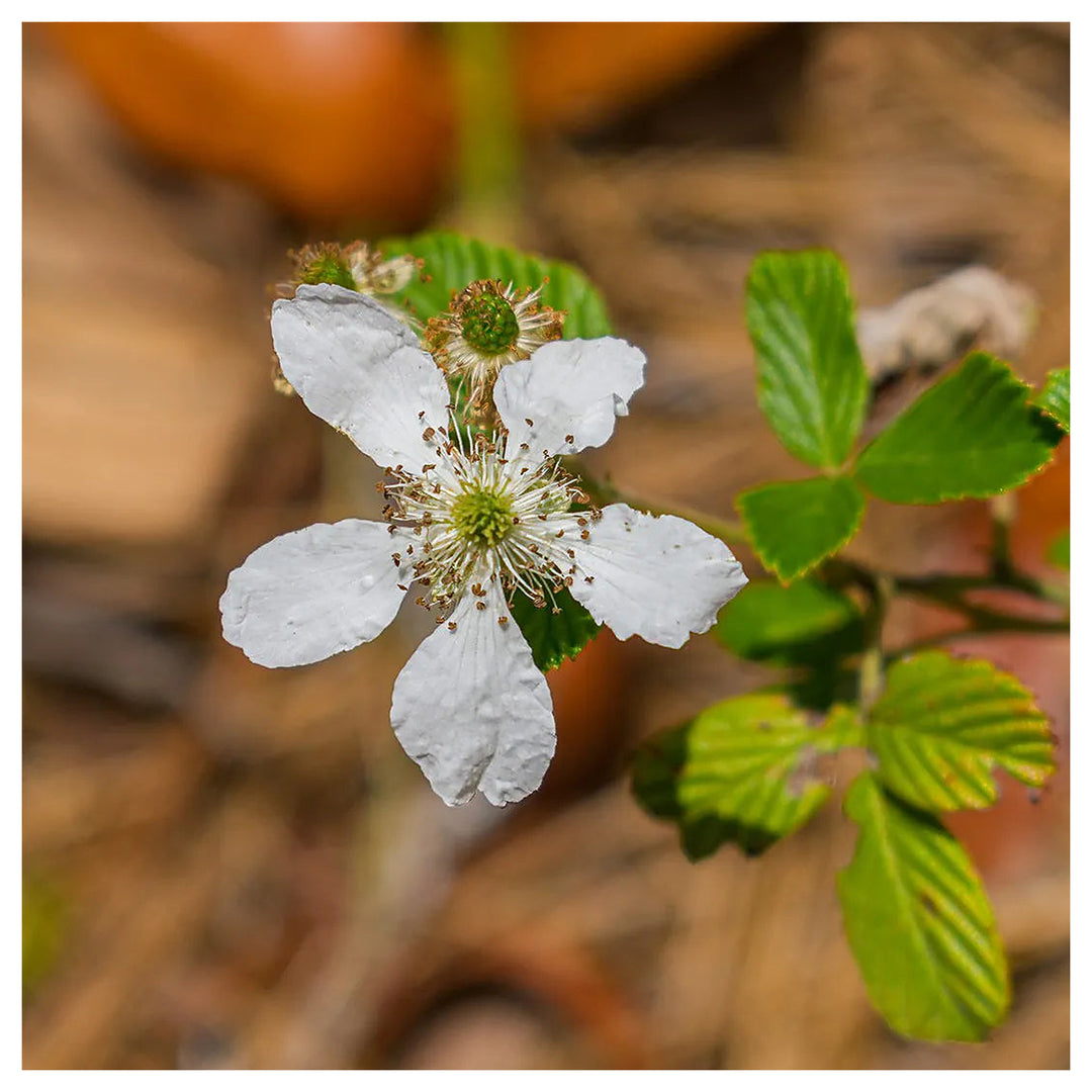 Heirloom Non-GMO Rubus Cuneifolius Flower Seeds for Planting – Wildflower with Edible Fruit Blooms | Neera Seeds product photo [neera-v4-a1fe680255b5d2d8bdaf]