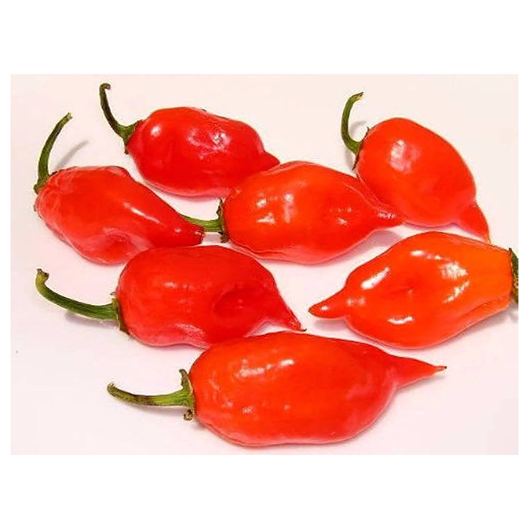 Red Hot Habanero Pepper Seeds for Planting - Heirloom, Non-GMO, Organic Garden Seeds with High Germination | Neera Seeds product photo [neera-v4-a20b9139fc765d395aba]