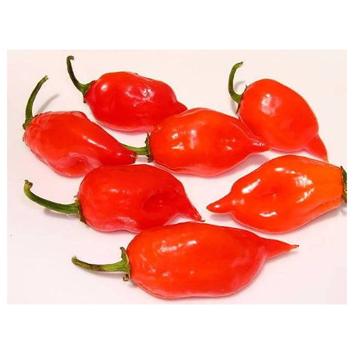 Red Hot Habanero Pepper Seeds for Planting - Heirloom, Non-GMO, Organic Garden Seeds with High Germination | Neera Seeds product photo [neera-v4-a20b9139fc765d395aba]