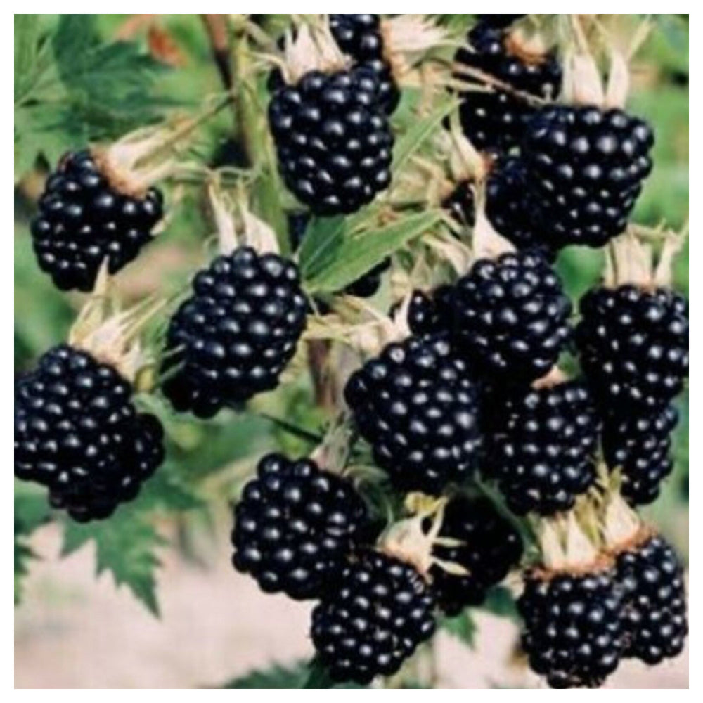 Blackberry Arapaho Seeds – Thornless, Heirloom, Non-GMO, High-Yield for Garden Planting | Neera Seeds product photo [neera-v4-a215fc5b8e4cbb47f79b]