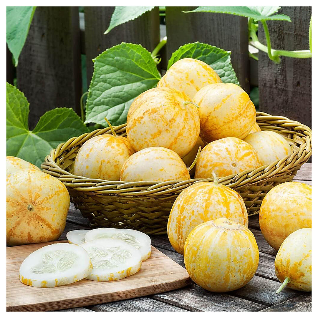 Lemon Cucumber Seeds for Planting – Heirloom, Non-GMO, High Germination Organic Garden Seeds for Home Vegetable Gro | Neera Seeds product photo [neera-v4-a21d940b3dfe82af0dda]