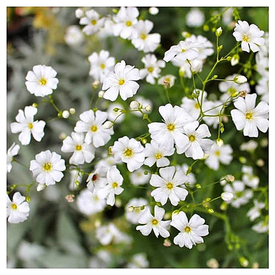 White Waterhyssop Flower Seeds for Planting – Heirloom, Non-GMO, High Germination Organic Garden Seeds | Neera Seeds product photo [neera-v4-a221fde800383cdc66ec]