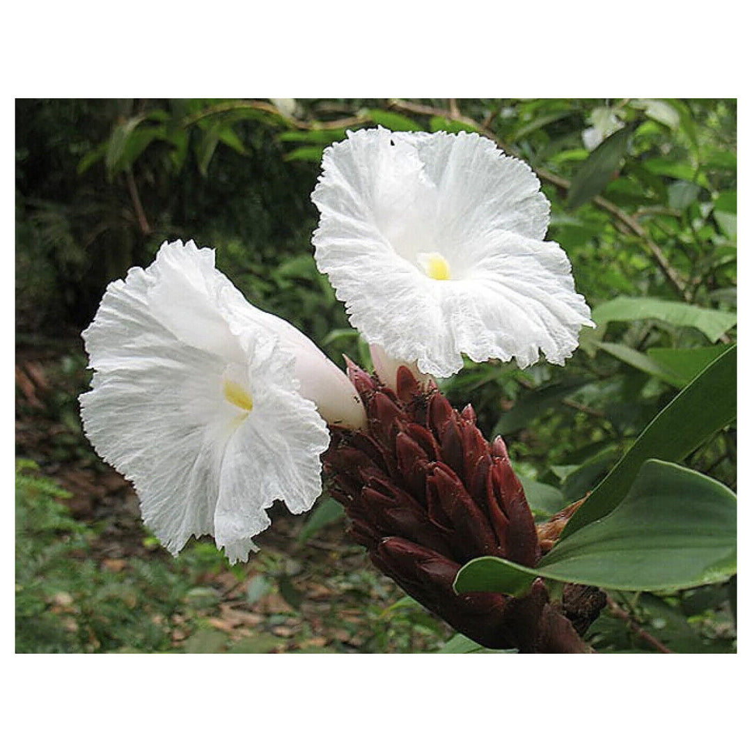 Heirloom Non-GMO Costus Flower Seeds for Planting – Tropical Ornamental Blooms | Neera Seeds product photo [neera-v4-a22d6dd427589bc0c097]