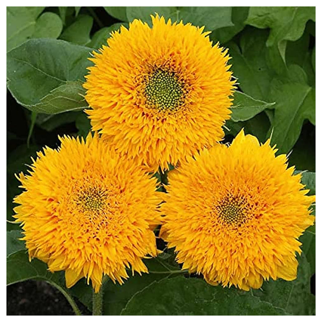 Heirloom Non-GMO Teddy Sunflower Flower Seeds for Planting – Fluffy Dwarf Garden Blooms, High Germination | Neera Seeds product photo [neera-v4-a2368879fe189aec2be2]