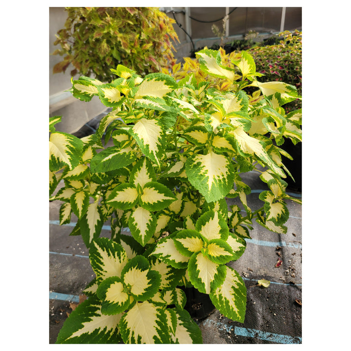 Heirloom Green Yellow Coleus Flower Seeds for Planting – Non-GMO, Decorative Ornamental Foliage Variety | Neera Seeds product photo [neera-v4-a23fd8716b9a3d7e72c8]