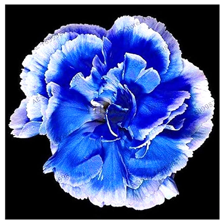 Blue Dianthus Caryophyllus Flower Planting Flower Seeds Home Garden Planting, Premium | Neera Seeds product photo [neera-v4-a247111b3593aa5a8e2f]