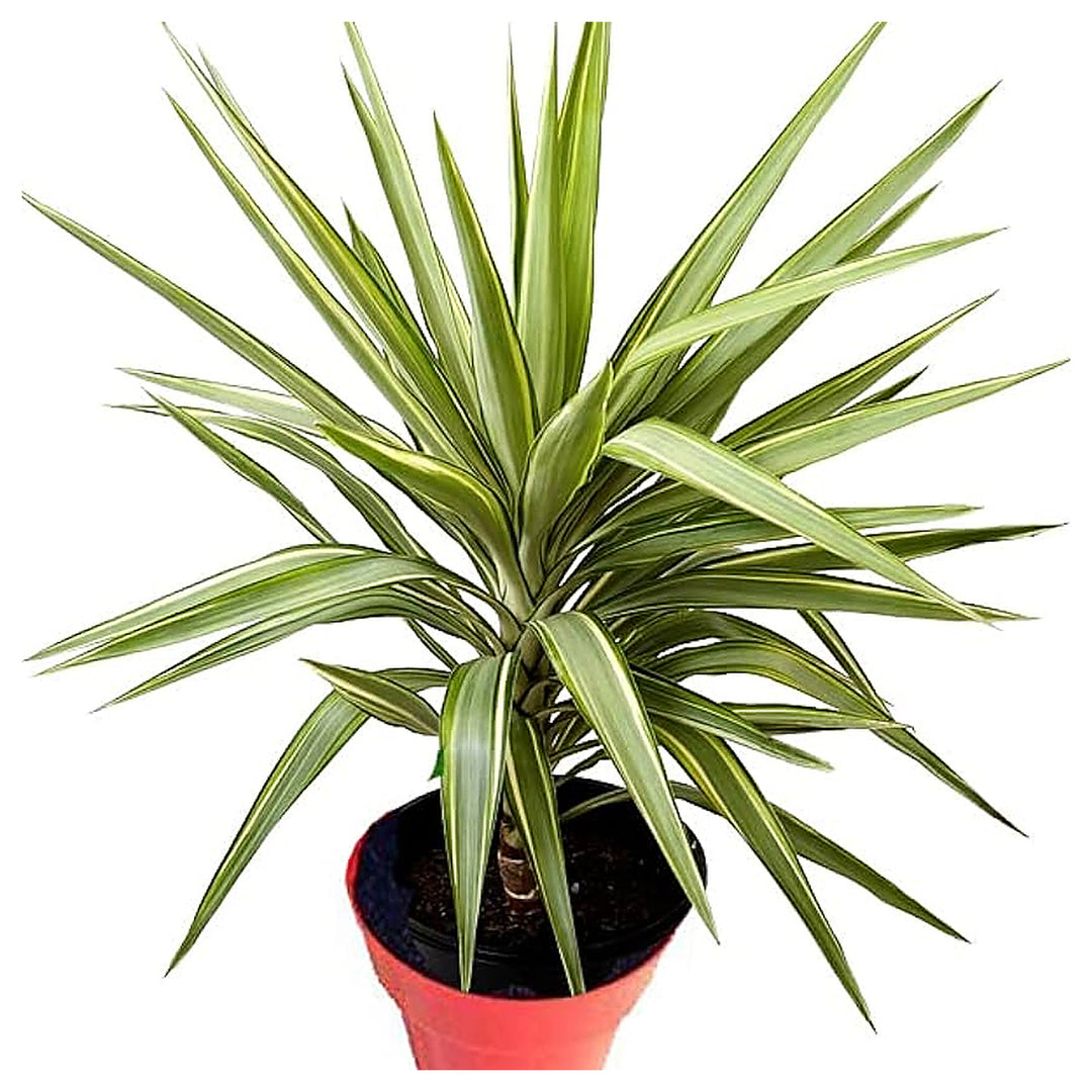 Yucca Elata Plant Seed Set | Hardy, Drought-Tolerant Decorative Plants | Neera Seeds product photo [neera-v4-a25ecd41100a1fa47e7e]